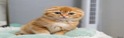 British Shorthair cats for sale: Last-Adorable Kitten Ready For Loving Home ❤️ - Advert 5