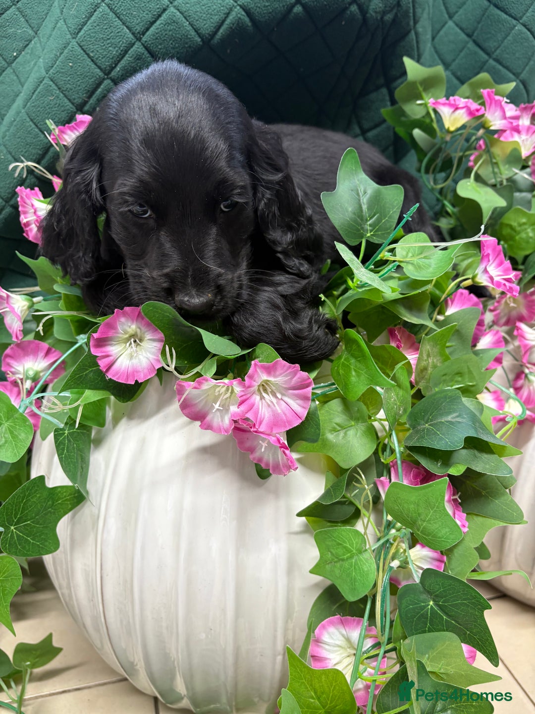 Cocker Spaniel dogs for sale: Show type cocker spaniels  - Advert 12