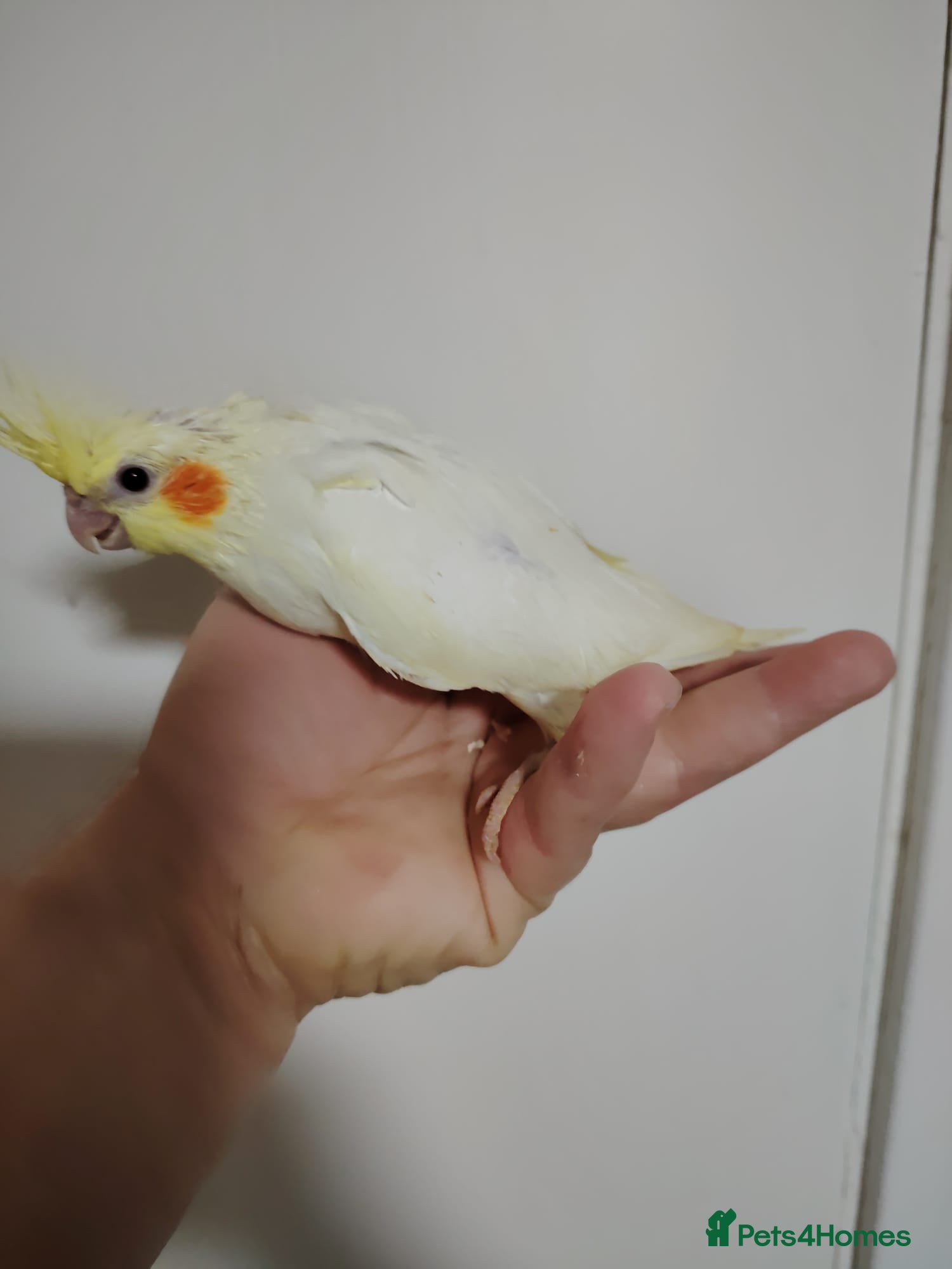 Cockatiels birds Hand reared and tame baby cockatiels - Advert 3