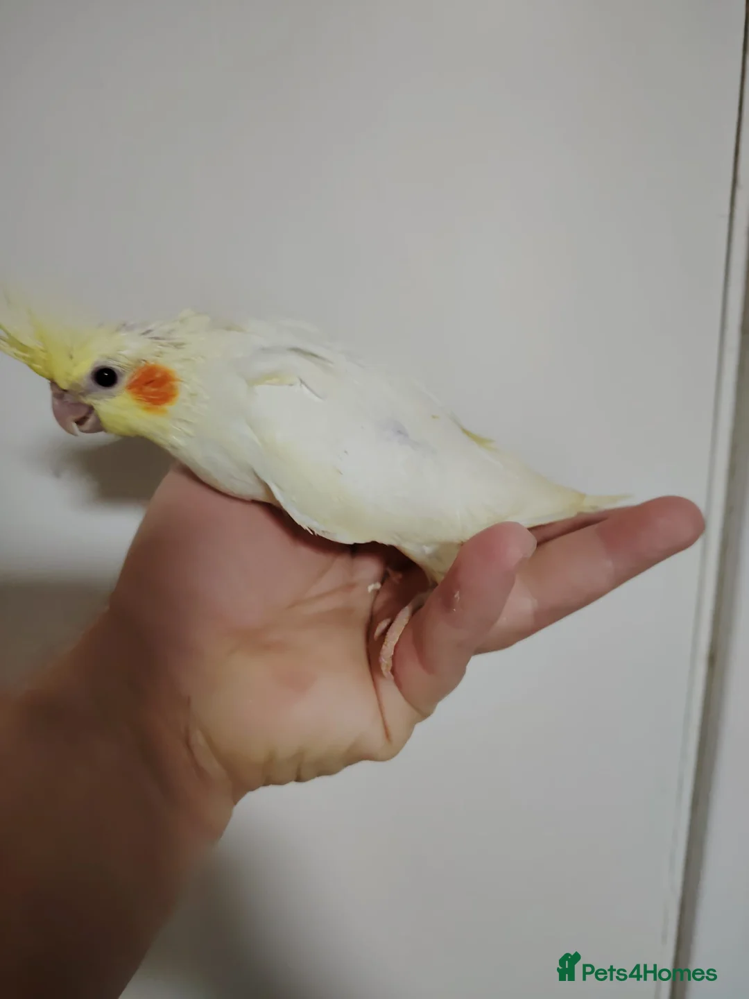 Cockatiels birds for sale: Hand reared and tame baby cockatiels - Advert 1