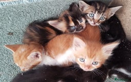 Mixed Breed cats for sale: Gorgeous adorable playful friendly kittens  - Image 5