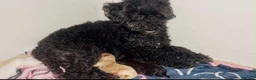 Maltipoo dogs for sale: Stunning F1 Toy Maltipoo Puppies - Boy & Girl - Advert 11