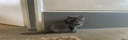 British Shorthair cats for sale: British shorthair x Ragdoll  - Advert 3