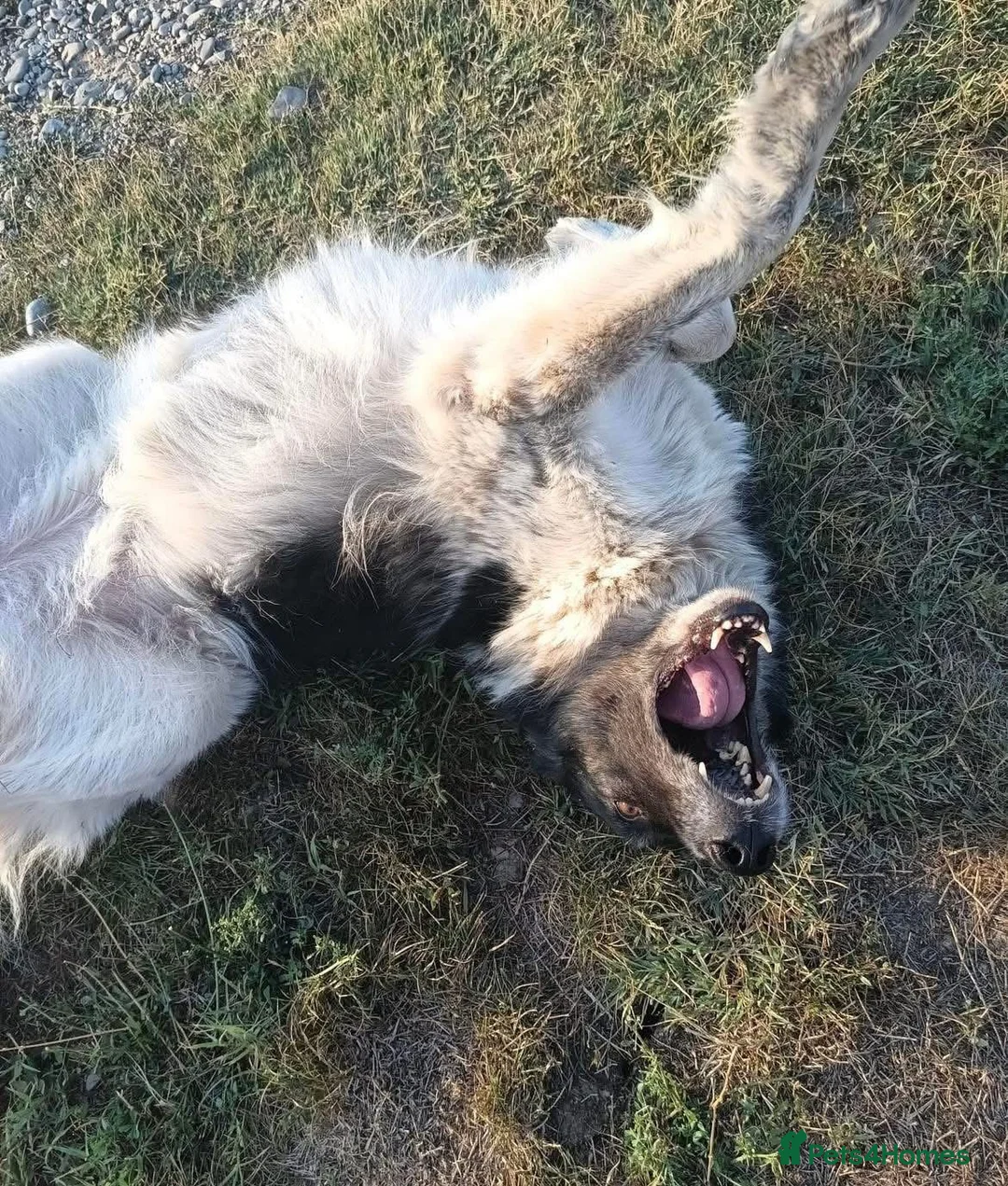 Mixed Breed dogs for adoption: Freya - Norwich Norfolk  - Advert 17