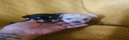 Chorkie dogs for sale: Beautiful chorkies  - Advert 7