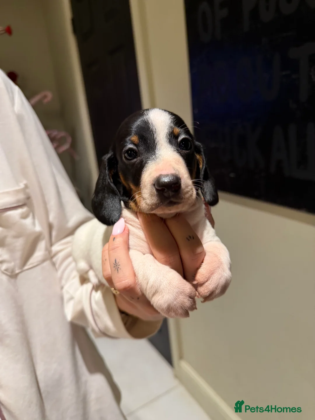 Miniature Dachshund dogs for sale: REDUCED Venus Rocket and Comet piebald dachshunds  - Advert 15