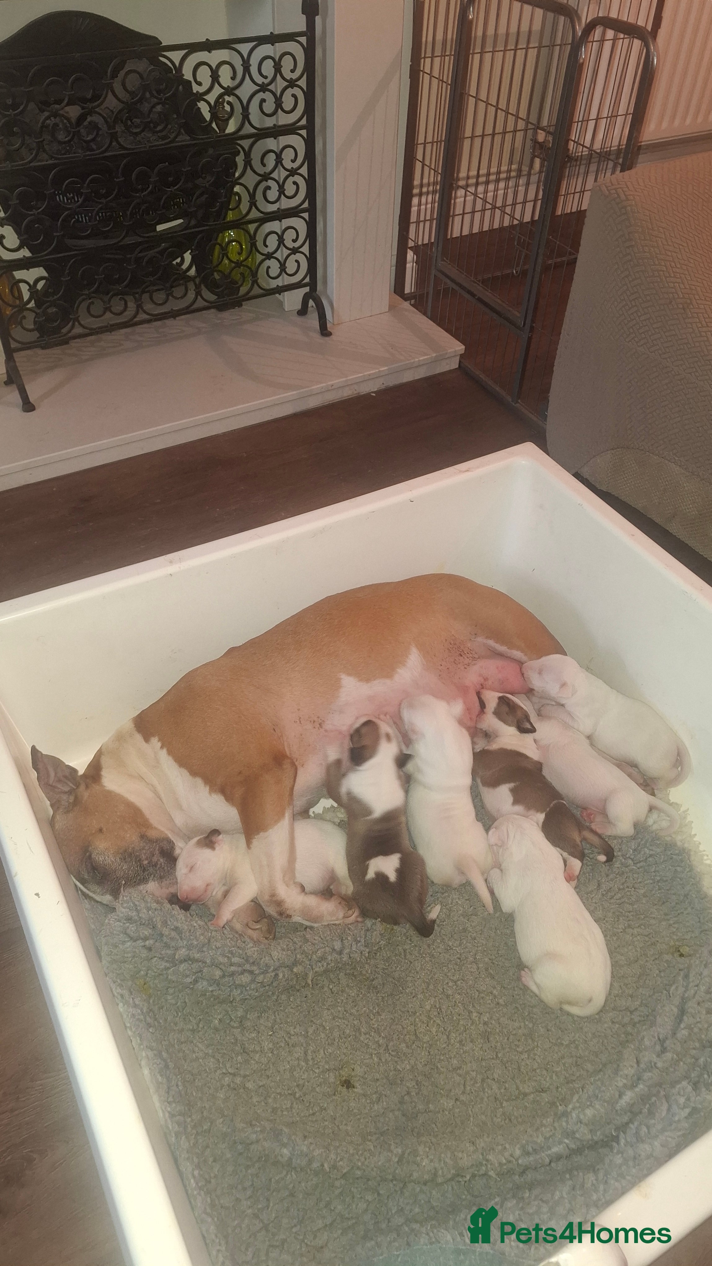 Bull Terrier dogs Quality Bull Terrier Puppies - Advert 1