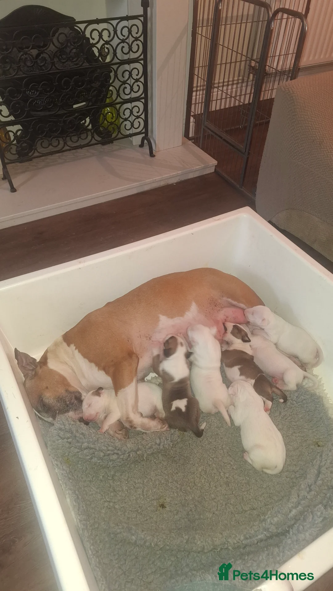 Bull Terrier dogs for sale: Quality Bull Terrier Puppies - Advert 1