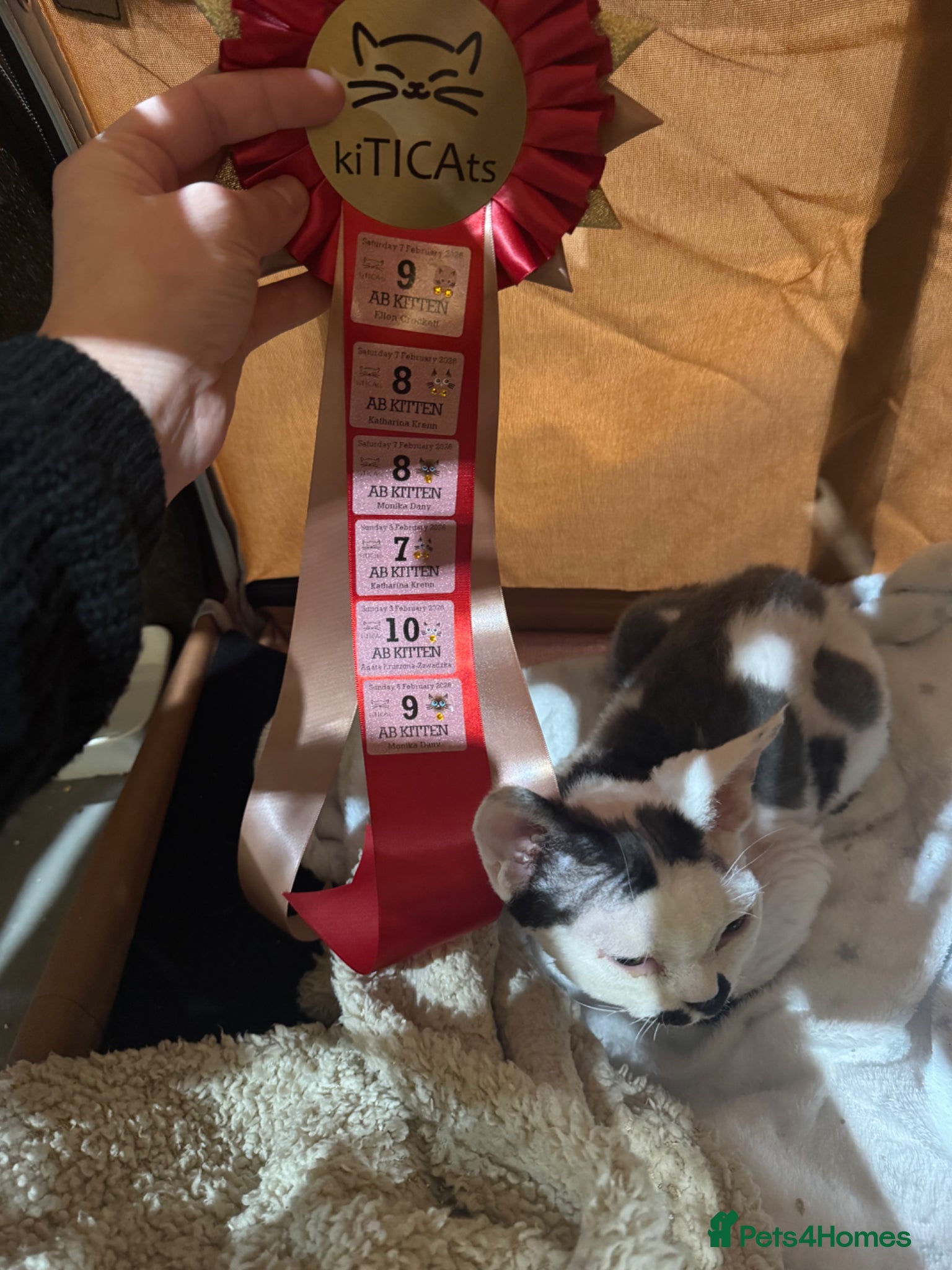 Devon Rex cats Super amazing boy for stud - Advert 1