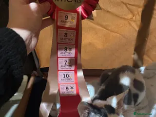 Devon Rex cats Super amazing boy for stud - Advert 1