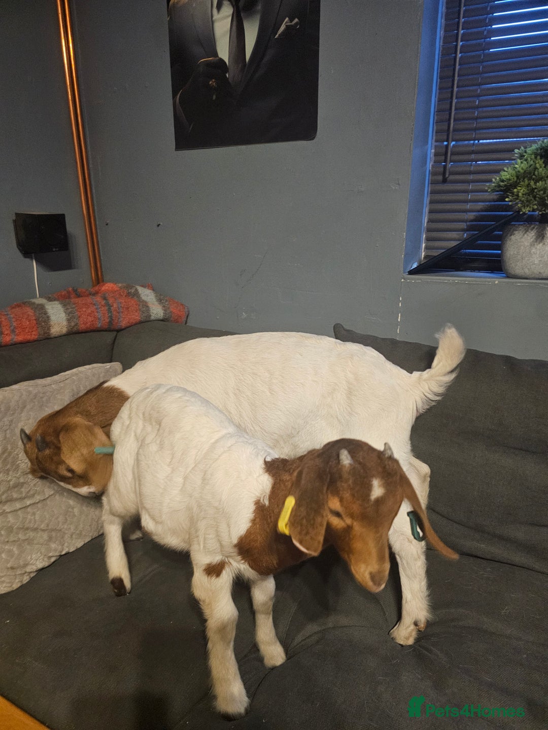 Goats livestock for sale: Two goats, one male one female - Image 13