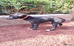 Greyhound dogs for sale: 💙READY TO GO💙 1 pup left - Irish Greyhound  - Image 15