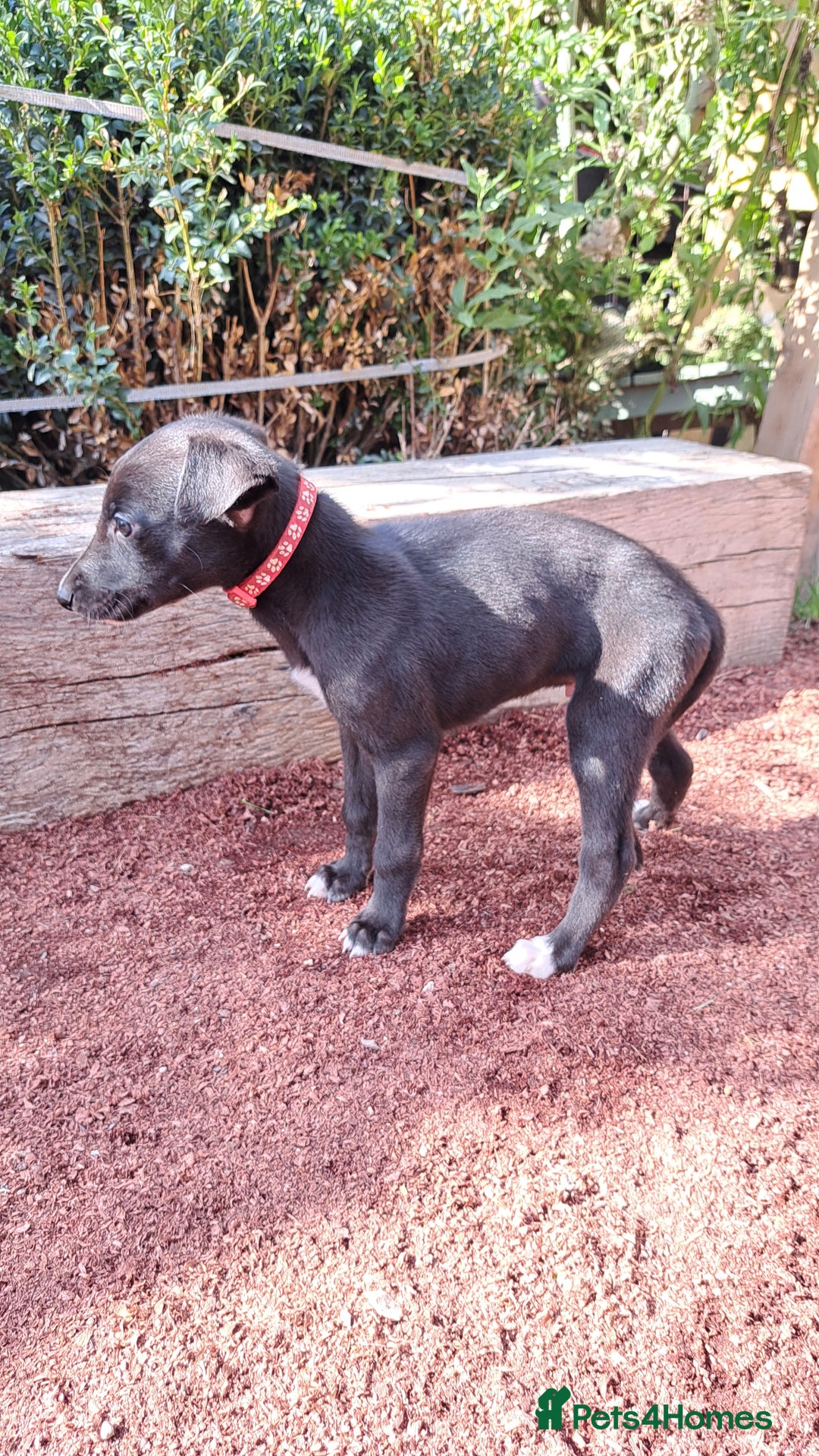 Greyhound dogs for sale: 💙READY TO GO💙 1 pup left - Irish Greyhound  - Image 15