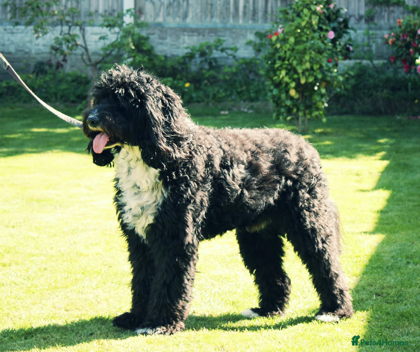Labradoodle dogs Outstanding Australian Labradoodle Stud - Advert 1