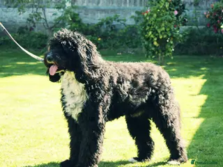 Labradoodle dogs Outstanding Australian Labradoodle Stud - Advert 1