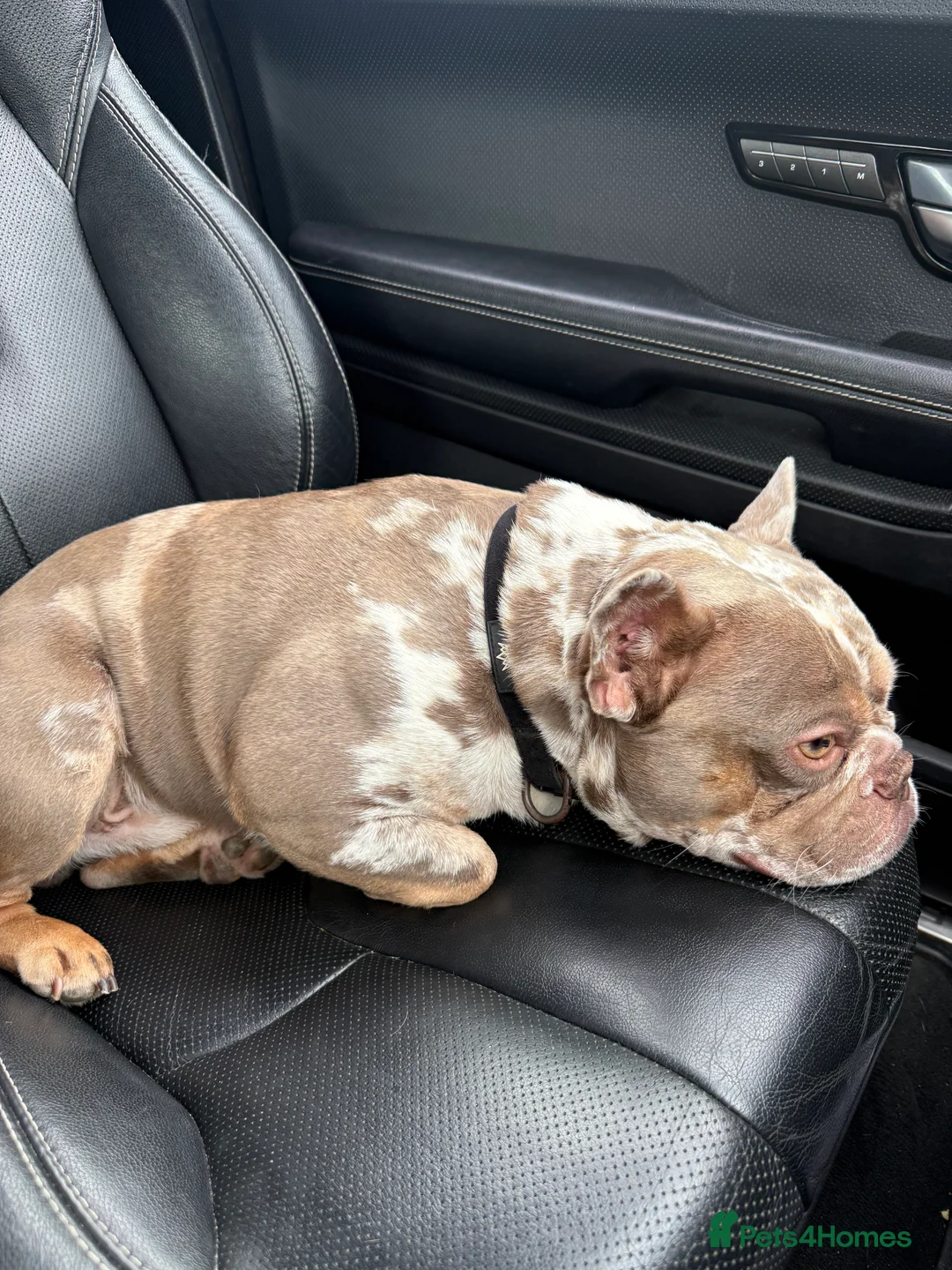 French Bulldog dogs for stud: VEGAS- new shade Isabella & tan Merle  in Southampton - Advert 3