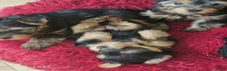 Yorkshire Terrier dogs for sale: DWKC Yorkshire Terrier Boys ,Show KC Winner Dad - Advert 24