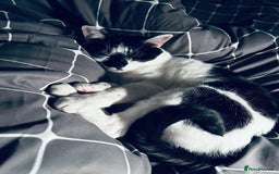 Mixed Breed cats for sale: 💔 Heartbreaking Rehoming – Manchester - Image 10