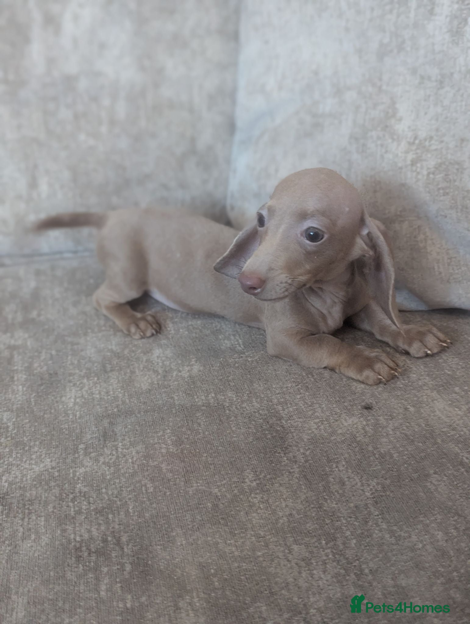 Miniature Dachshund dogs Miniature dachshund puppies - Advert 7