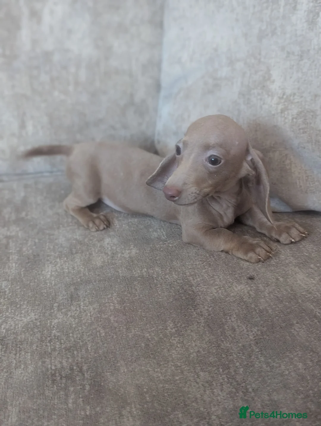 Miniature Dachshund dogs for sale: Miniature dachshund puppies - Advert 1