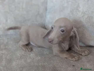 Miniature Dachshund dogs Miniature dachshund puppies - Advert 7