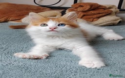 Mixed Breed cats for sale: Kittens with Mittens!! Unique Maine Coon x  - Image 13