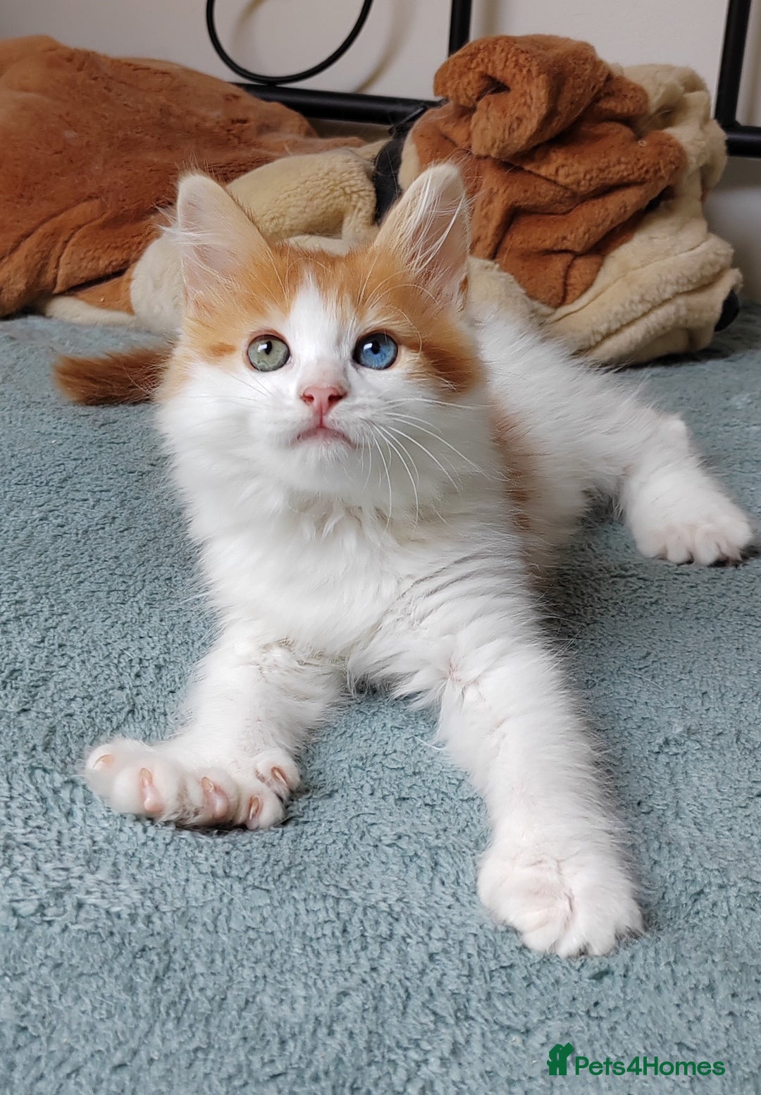Mixed Breed cats for sale: Kittens with Mittens!! Unique Maine Coon x  - Image 13