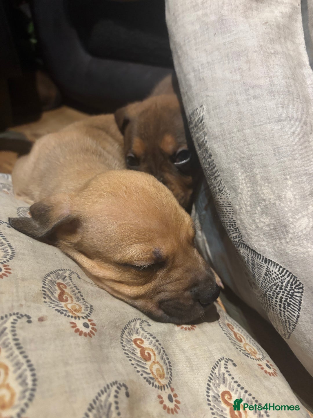 Mixed Breed dogs for sale: mastiffxrottweiler available now last 3 girls left - Advert 9