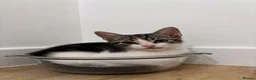 American Shorthair cats for sale: American short hairs ready to go  in Southampton - Advert 3