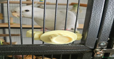 Cockatiels birds - Advert 6