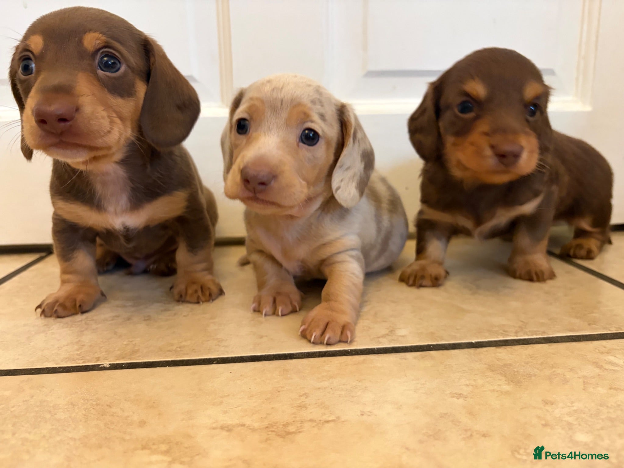 Miniature Dachshund dogs KC Mini Dachshunds – 2 Boys, 1 Dapple Girl - Advert 5