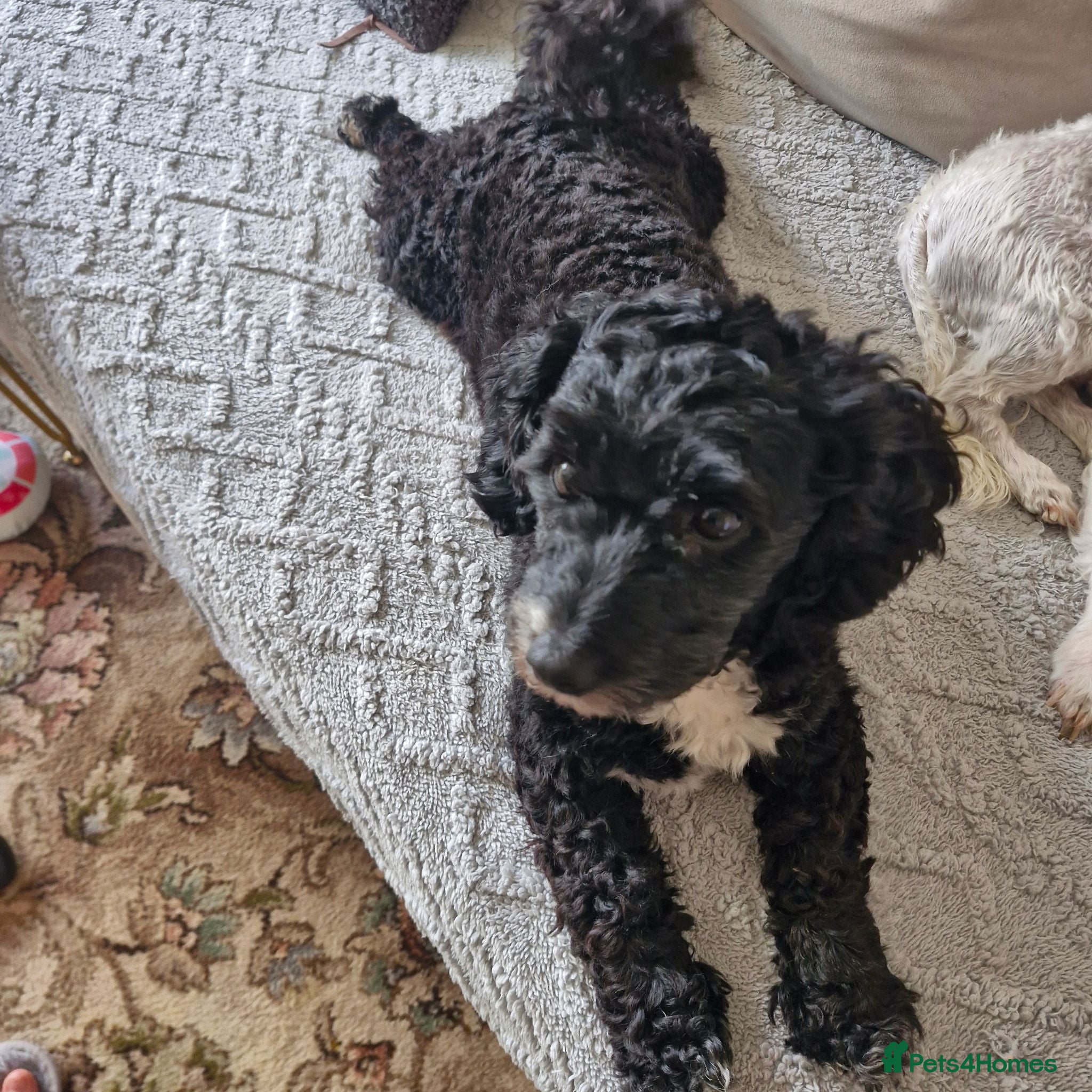 Poochon dogs Poochon  - Advert 8