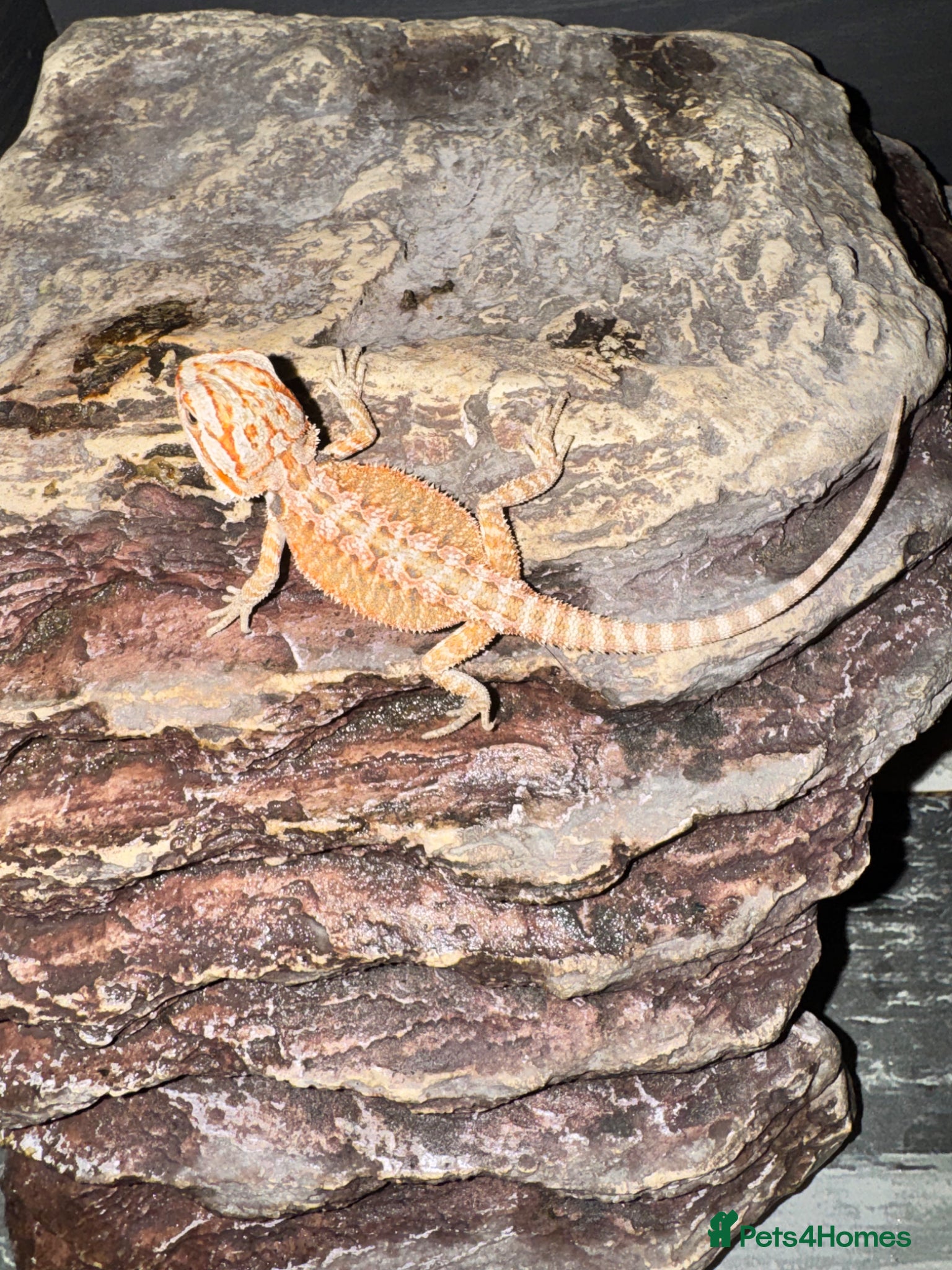 Bearded Dragon reptiles Baby&adult bearded dragons- possible a full setup  - Advert 1