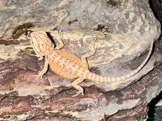Bearded Dragon reptiles for sale: Baby&adult bearded dragons- possible a full setup - Advert 1