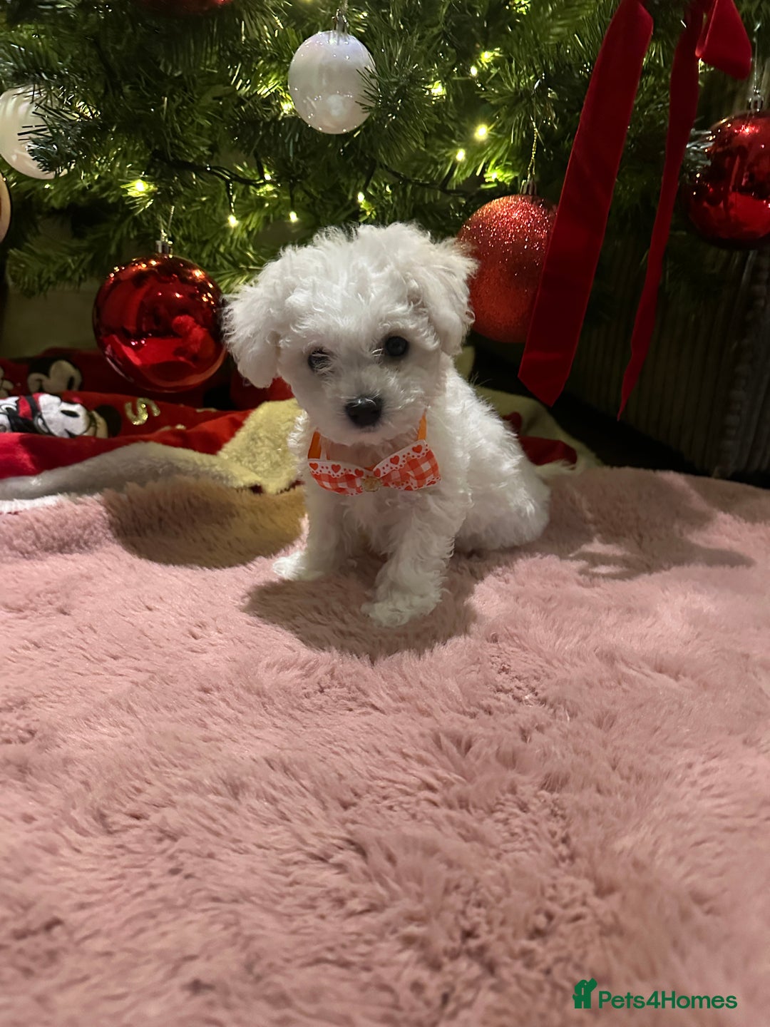 Bichon Frise dogs for sale: Pure Pedigree Champion Bloodline Bichon Frise  - Advert 4