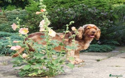 Cocker Spaniel dogs for sale: KC registered Cocker Spaniel puppies - Image 33