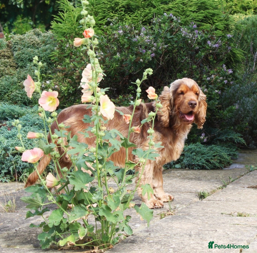 Cocker Spaniel dogs for sale: KC registered Cocker Spaniel puppies - Image 33