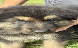 German Shepherd dogs for sale: German Shepherd Puppies – Ready Soon! 🐾 - Image 6