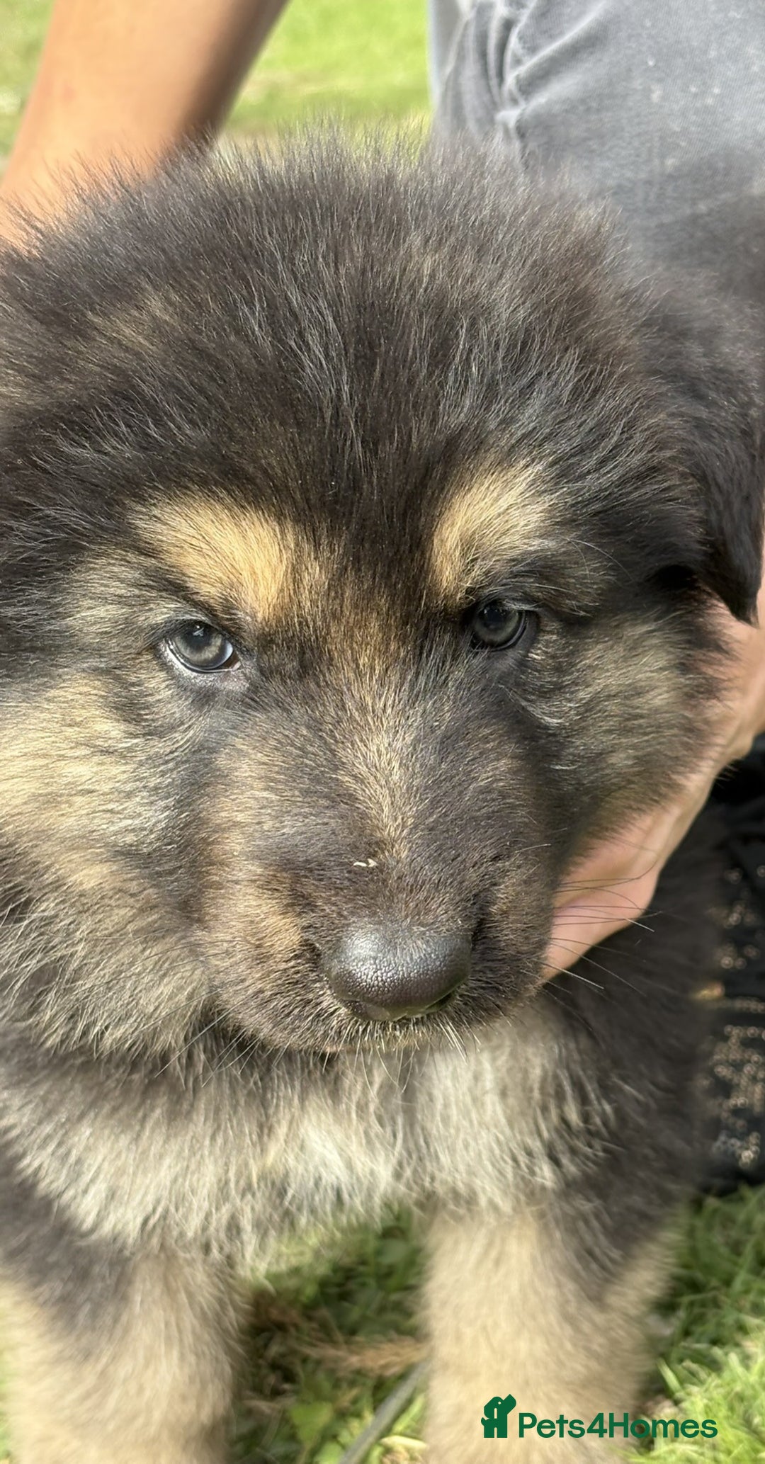German Shepherd dogs for sale: German Shepherd Puppies – Ready Soon! 🐾 - Image 6