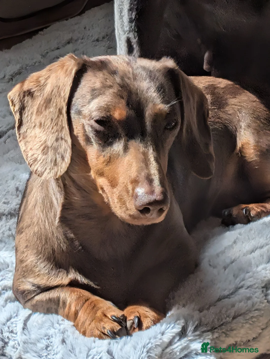 Miniature Dachshund dogs for sale: Miniature dachshund dappled in colour female - Advert 1
