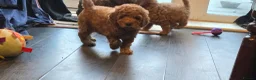 Cavapoo dogs for sale: 6 cavapoo pups ready to leave  - Advert 5