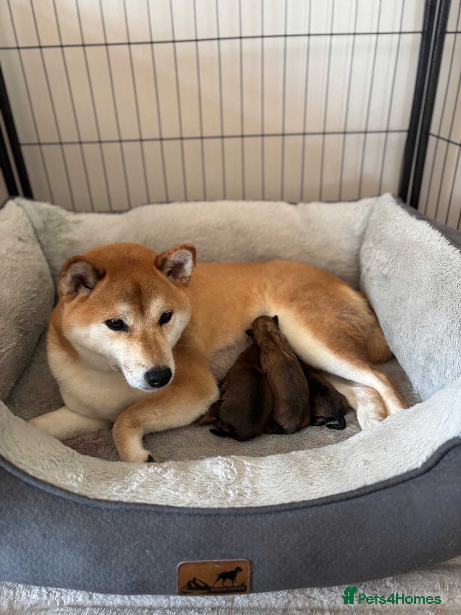 Japanese Shiba Inu dogs Japanese Shiba Inu puppies  - Advert 13