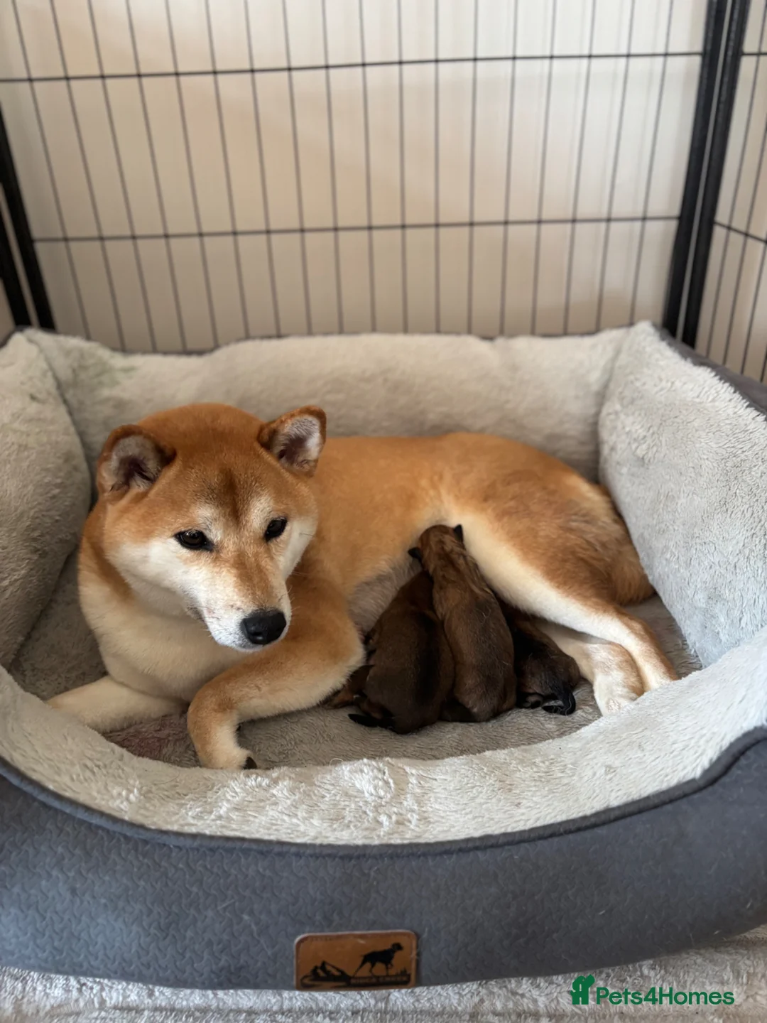 Japanese Shiba Inu dogs for sale: Japanese Shiba Inu puppies  - Advert 1