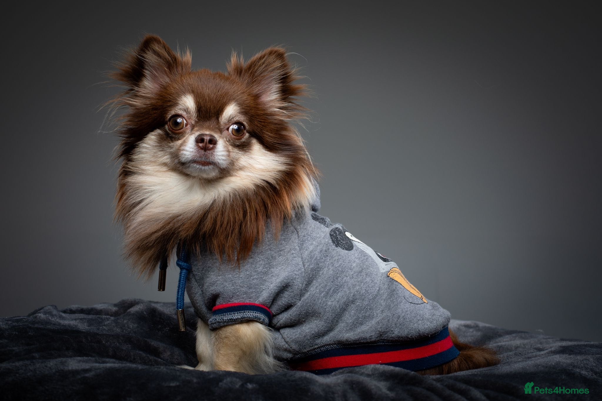 Chihuahua dogs Long hair chihuahua boy for stud  - Advert 6