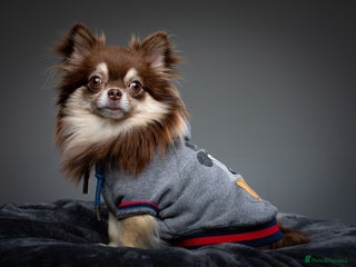 Chihuahua dogs - Advert 40