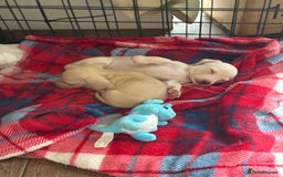 Miniature Dachshund dogs for sale: Cream miniature dachshunds  - Image 2
