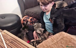 Bengal cats for sale: 🌟 Premium Bengal Tica Kittens – 5★Breeder 🌟 - Image 31