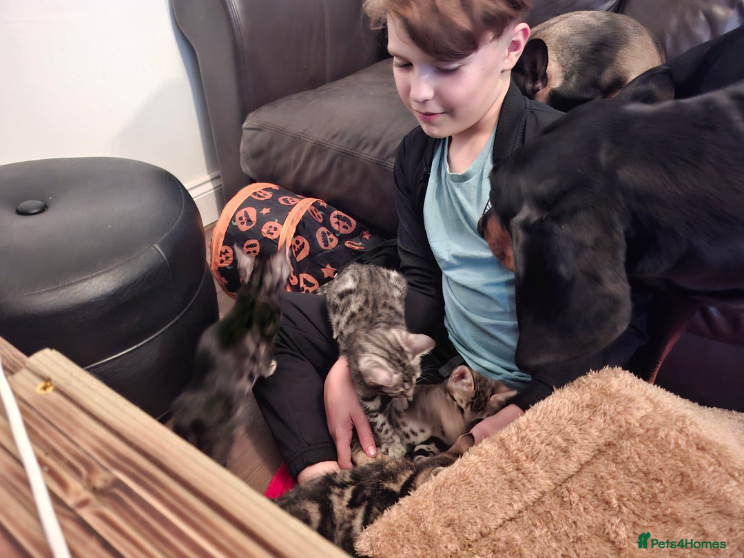 Bengal cats for sale: 🌟 Premium Bengal Tica Kittens – 5★Breeder 🌟 - Image 31