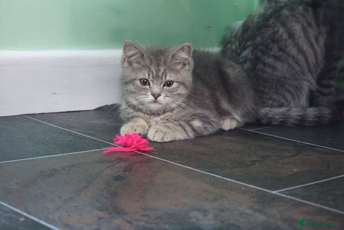 British Shorthair cats - Advert 2