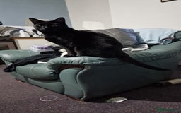 Mixed Breed cats for sale: Shadow - Advert 2